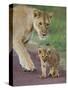 Close-up of a Lioness and Her Cub, Ngorongoro Crater, Ngorongoro Conservation Area-null-Stretched Canvas