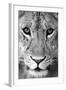 Close-up of a lioness (Panthera leo), Tarangire National Park, Tanzania-null-Framed Photographic Print