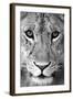 Close-up of a lioness (Panthera leo), Tarangire National Park, Tanzania-null-Framed Photographic Print