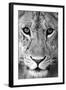 Close-up of a lioness (Panthera leo), Tarangire National Park, Tanzania-null-Framed Photographic Print