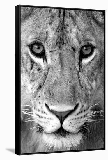 Close-up of a lioness (Panthera leo), Tarangire National Park, Tanzania-null-Framed Stretched Canvas