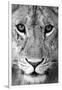 Close-up of a lioness (Panthera leo), Tarangire National Park, Tanzania-null-Framed Photographic Print