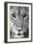 Close-up of a lioness (Panthera leo), Tarangire National Park, Tanzania-null-Framed Photographic Print