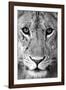 Close-up of a lioness (Panthera leo), Tarangire National Park, Tanzania-null-Framed Photographic Print
