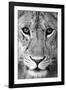 Close-up of a lioness (Panthera leo), Tarangire National Park, Tanzania-null-Framed Photographic Print