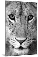 Close-up of a lioness (Panthera leo), Tarangire National Park, Tanzania-null-Mounted Photographic Print