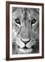 Close-up of a lioness (Panthera leo), Tarangire National Park, Tanzania-null-Framed Photographic Print