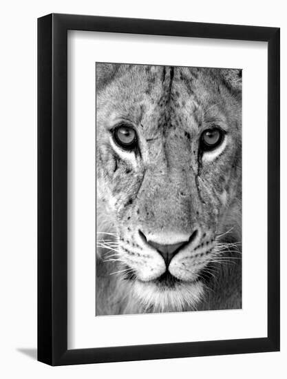 Close-up of a lioness (Panthera leo), Tarangire National Park, Tanzania-null-Framed Photographic Print