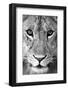 Close-up of a lioness (Panthera leo), Tarangire National Park, Tanzania-null-Framed Photographic Print