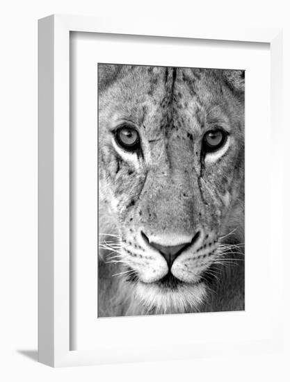 Close-up of a lioness (Panthera leo), Tarangire National Park, Tanzania-null-Framed Photographic Print