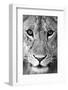 Close-up of a lioness (Panthera leo), Tarangire National Park, Tanzania-null-Framed Photographic Print