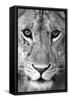 Close-up of a lioness (Panthera leo), Tarangire National Park, Tanzania-null-Framed Stretched Canvas