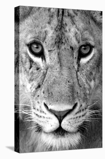 Close-up of a lioness (Panthera leo), Tarangire National Park, Tanzania-null-Stretched Canvas