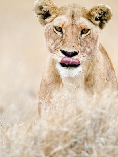 Premium Photographic Print, , large