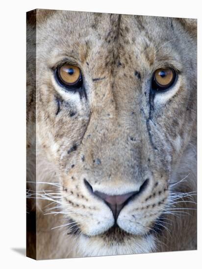 Close-Up of a Lioness, Tarangire National Park, Tanzania-null-Stretched Canvas