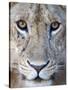 Close-Up of a Lioness, Tarangire National Park, Tanzania-null-Stretched Canvas