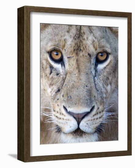 Close-Up of a Lioness, Tarangire National Park, Tanzania-null-Framed Photographic Print