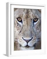 Close-Up of a Lioness, Tarangire National Park, Tanzania-null-Framed Photographic Print