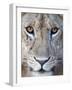 Close-Up of a Lioness, Tarangire National Park, Tanzania-null-Framed Photographic Print