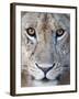 Close-Up of a Lioness, Tarangire National Park, Tanzania-null-Framed Photographic Print