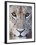 Close-Up of a Lioness, Tarangire National Park, Tanzania-null-Framed Photographic Print