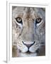 Close-Up of a Lioness, Tarangire National Park, Tanzania-null-Framed Photographic Print