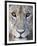 Close-Up of a Lioness, Tarangire National Park, Tanzania-null-Framed Photographic Print