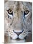 Close-Up of a Lioness, Tarangire National Park, Tanzania-null-Mounted Photographic Print