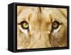 Close-Up of a Lioness-Martin Harvey-Framed Stretched Canvas