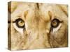 Close-Up of a Lioness-Martin Harvey-Stretched Canvas