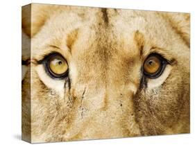 Close-Up of a Lioness-Martin Harvey-Stretched Canvas