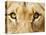 Close-Up of a Lioness-Martin Harvey-Stretched Canvas