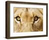 Close-Up of a Lioness-Martin Harvey-Framed Photographic Print