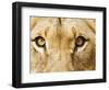 Close-Up of a Lioness-Martin Harvey-Framed Photographic Print