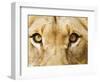 Close-Up of a Lioness-Martin Harvey-Framed Photographic Print