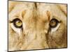 Close-Up of a Lioness-Martin Harvey-Mounted Photographic Print