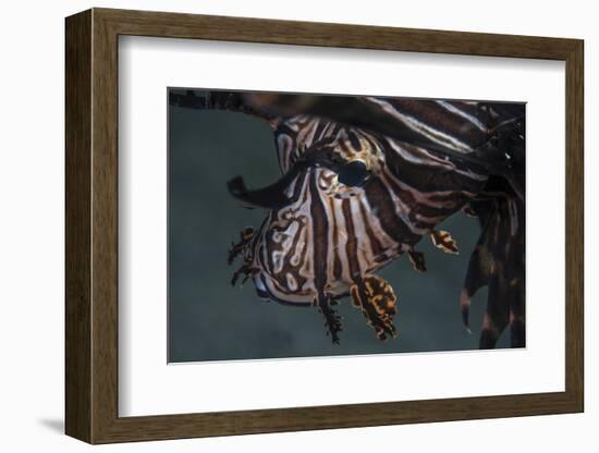 Close-Up of a Lionfish in Komodo National Park, Indonesia-Stocktrek Images-Framed Photographic Print