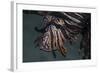 Close-Up of a Lionfish in Komodo National Park, Indonesia-Stocktrek Images-Framed Photographic Print