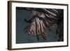 Close-Up of a Lionfish in Komodo National Park, Indonesia-Stocktrek Images-Framed Photographic Print