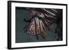 Close-Up of a Lionfish in Komodo National Park, Indonesia-Stocktrek Images-Framed Photographic Print