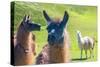 Close up of a Llama-Alanbrito-Stretched Canvas