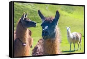 Close up of a Llama-Alanbrito-Framed Stretched Canvas