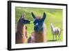 Close up of a Llama-Alanbrito-Framed Photographic Print