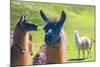 Close up of a Llama-Alanbrito-Mounted Photographic Print