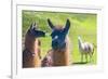 Close up of a Llama-Alanbrito-Framed Photographic Print