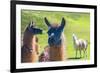 Close up of a Llama-Alanbrito-Framed Photographic Print