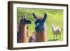 Close up of a Llama-Alanbrito-Framed Photographic Print