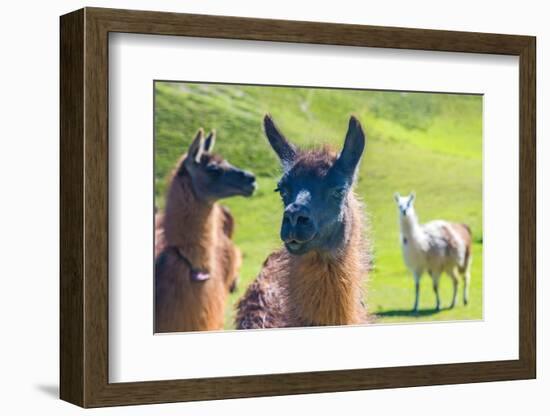 Close up of a Llama-Alanbrito-Framed Photographic Print