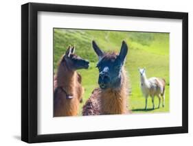 Close up of a Llama-Alanbrito-Framed Photographic Print