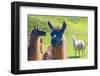 Close up of a Llama-Alanbrito-Framed Photographic Print